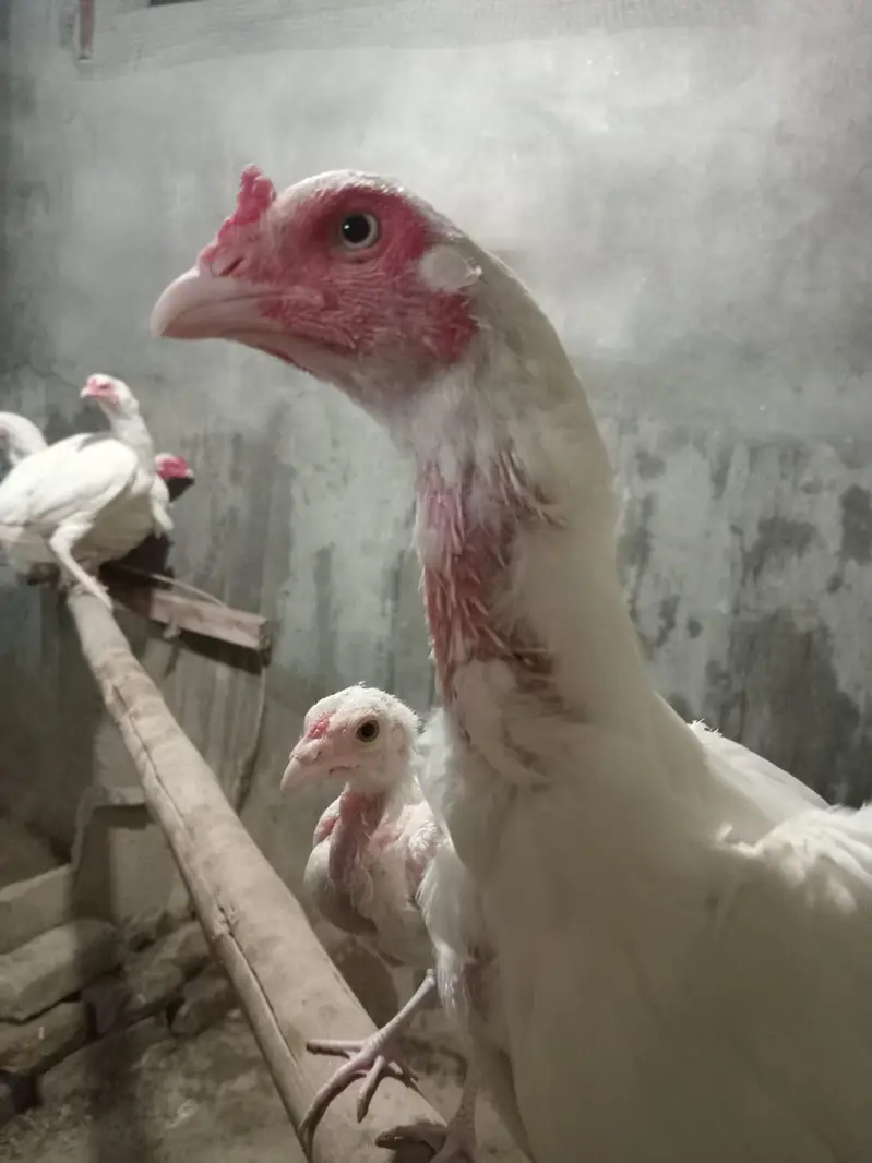 aseel heera breeder aseel heera murgi aseel heera chicks — photo 8