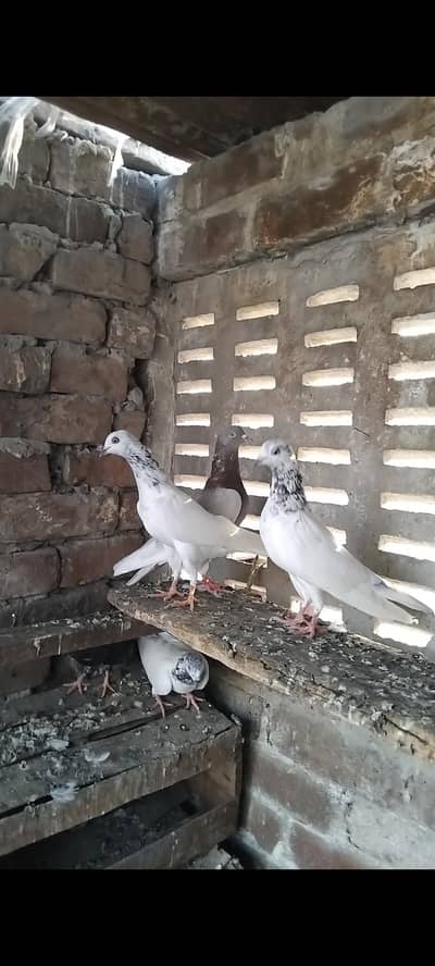 kabootar