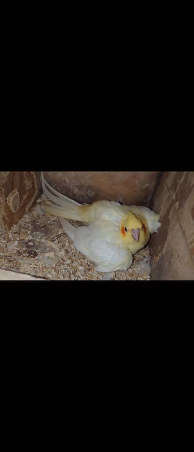 Cream Cockatiel Breeder Pair