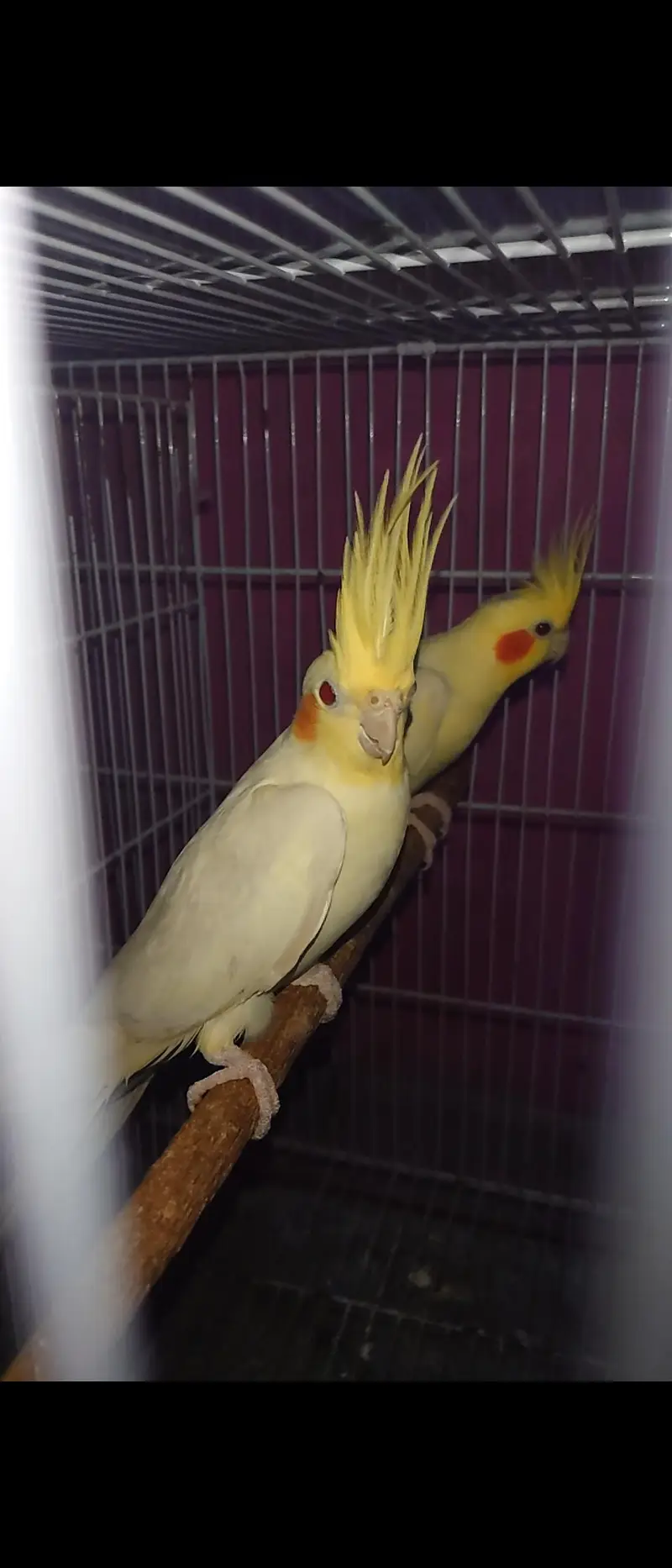 Cream Cockatiel Breeder Pair — photo 2