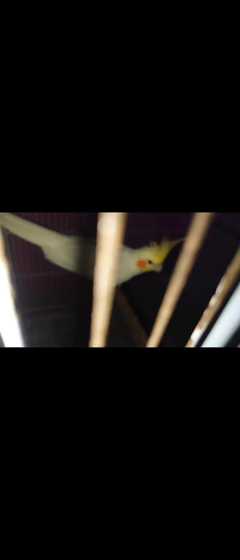 Cream Cockatiel Breeder Pair — photo 3