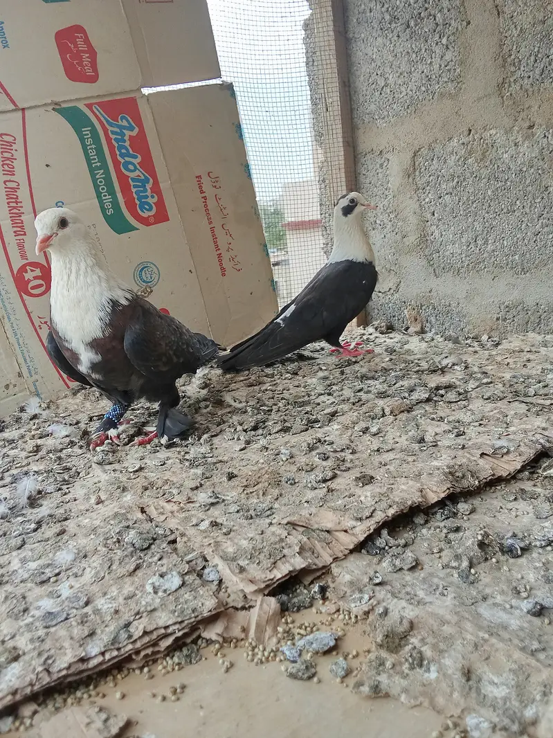 Karbalai breeding pairs