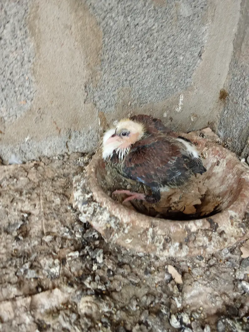 Karbalai breeding pairs — photo 2