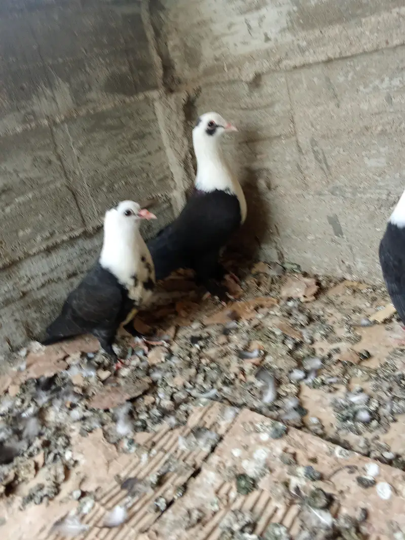 Karbalai breeding pairs — photo 3
