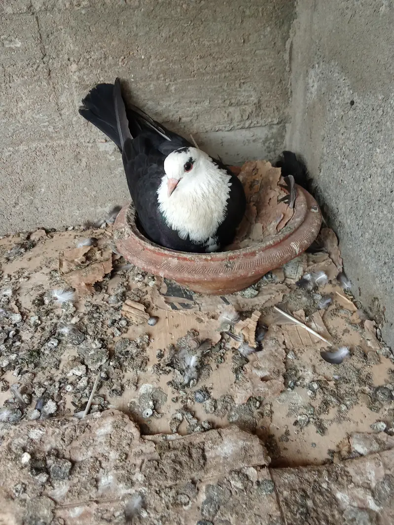 Karbalai breeding pairs — photo 4