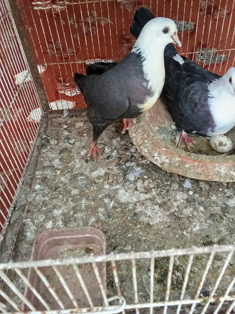 Karbalai breeding pairs — photo 5