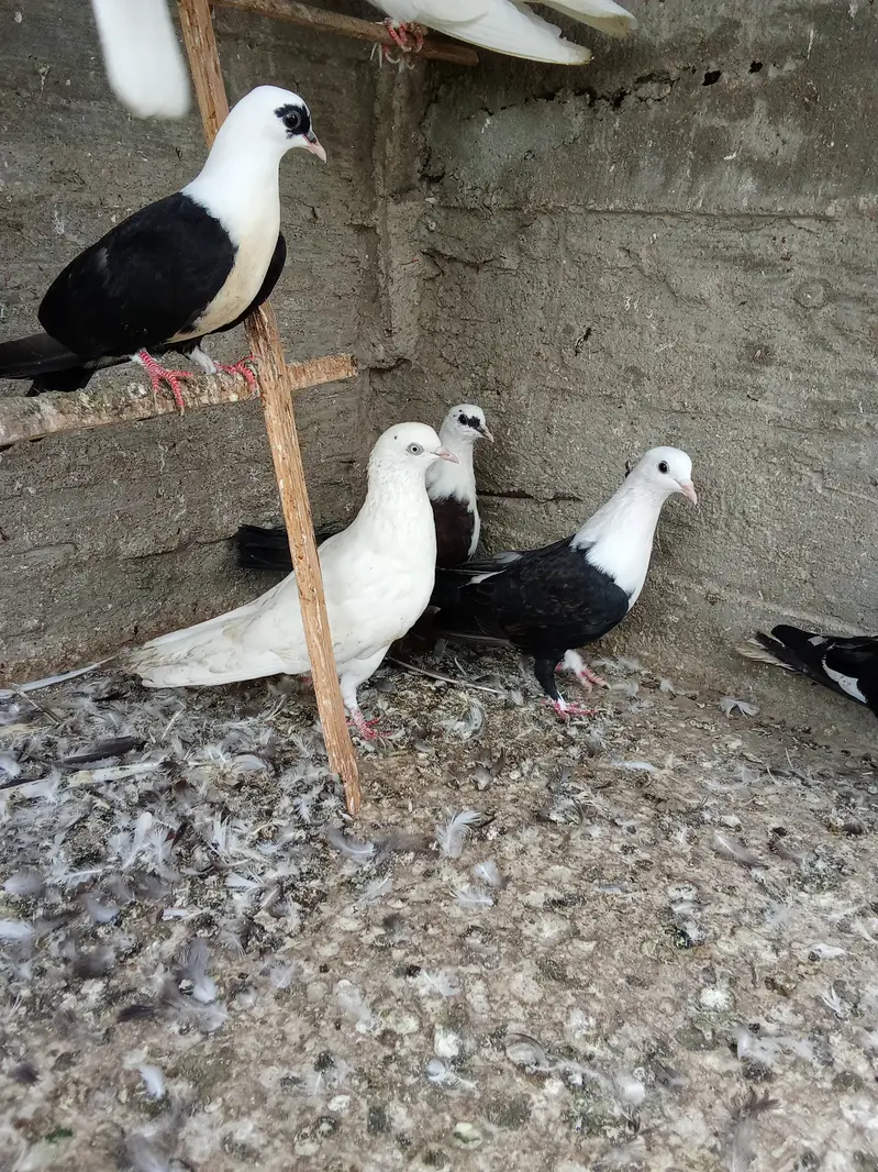 Karbalai breeding pairs — photo 6