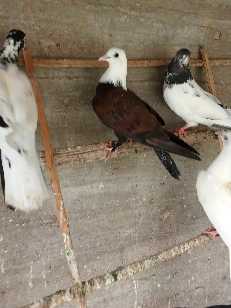 Karbalai breeding pairs — photo 7