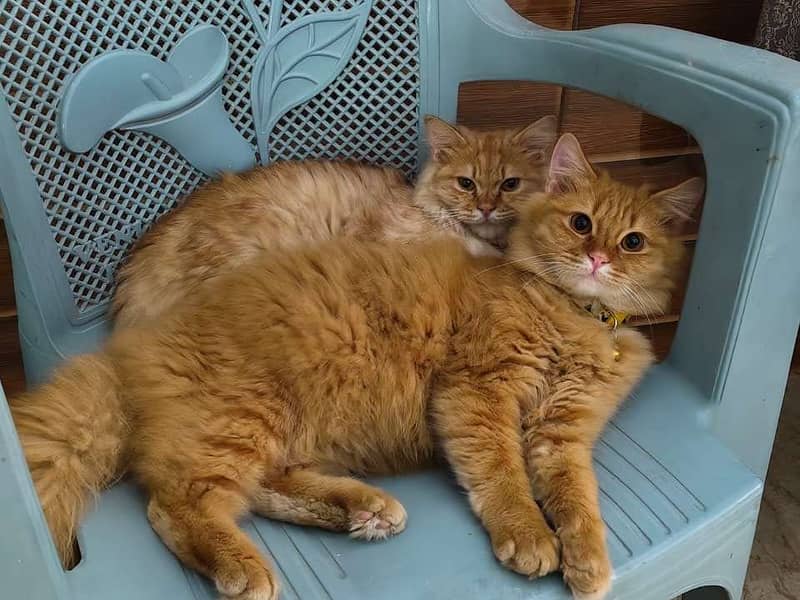 Breading pair 0