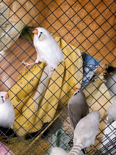 White  Zebra Finches Pair