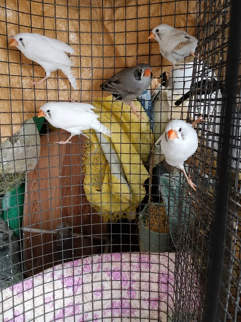 White  Zebra Finches Pair+1 Grey finches pair+2 Females for sale — photo 2