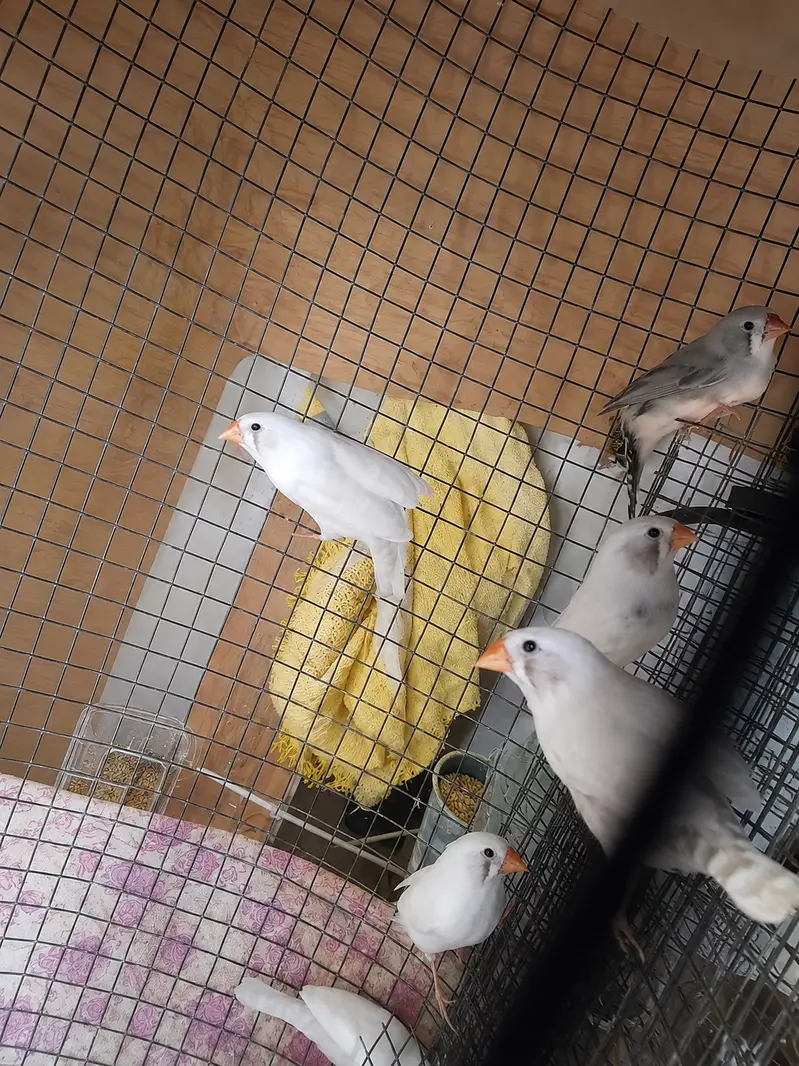 White  Zebra Finches Pair+1 Grey finches pair+2 Females for sale — photo 3