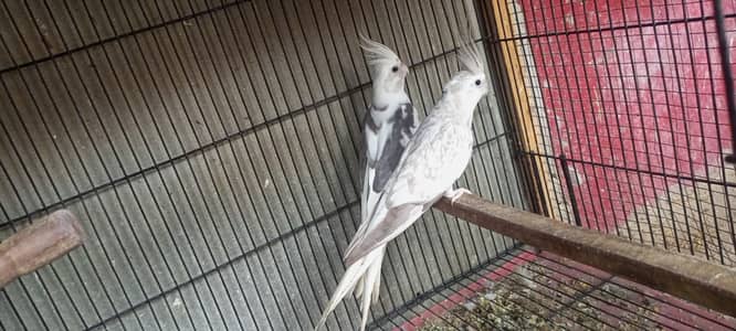 cocktail pair