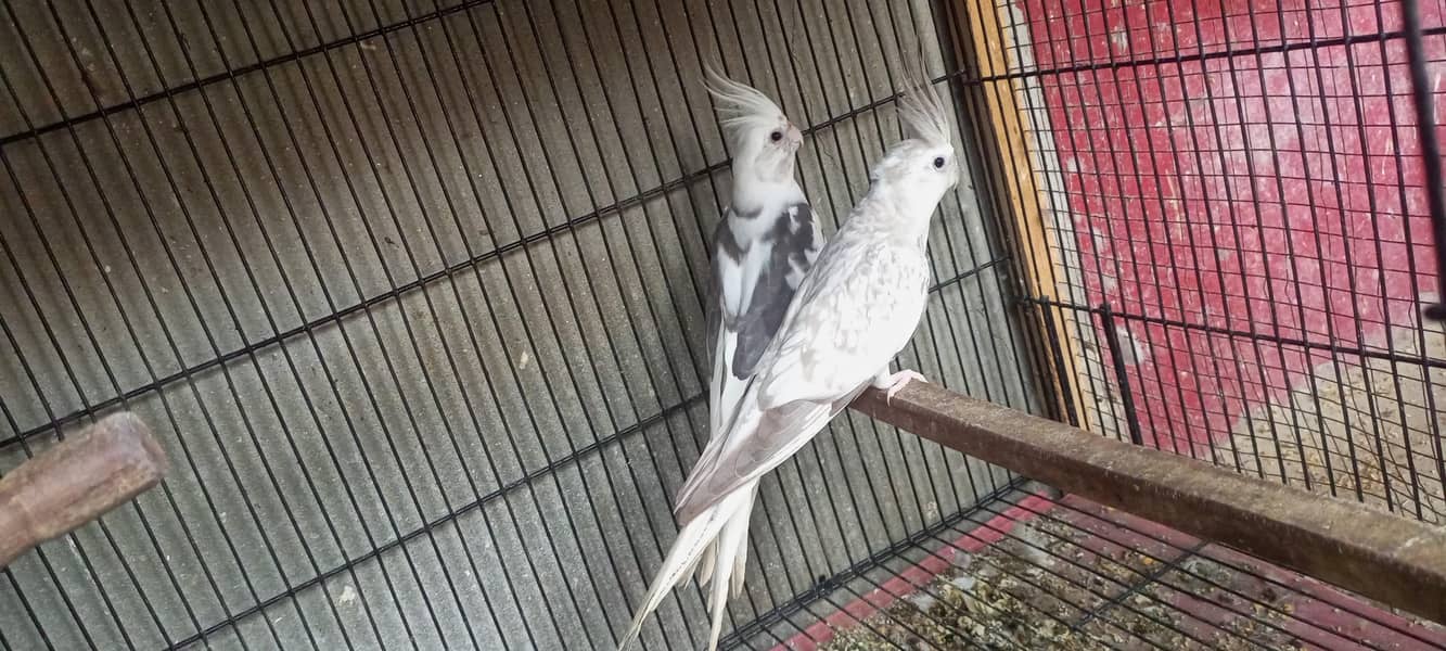 cocktail pair 0