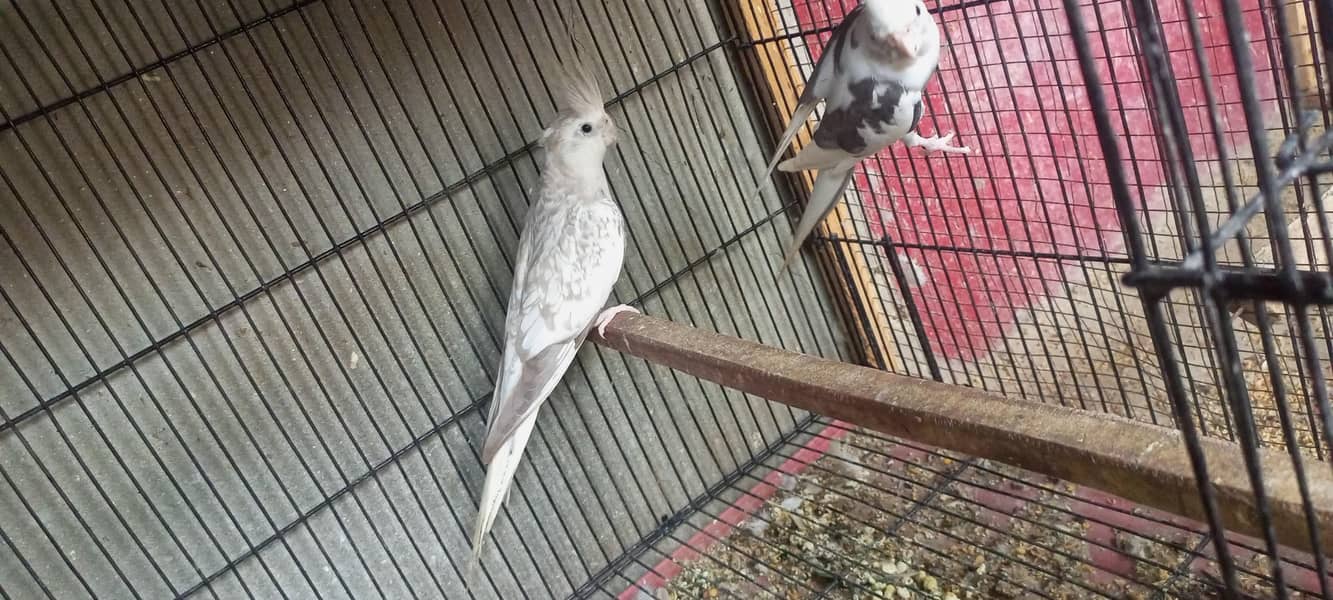 cocktail pair 1