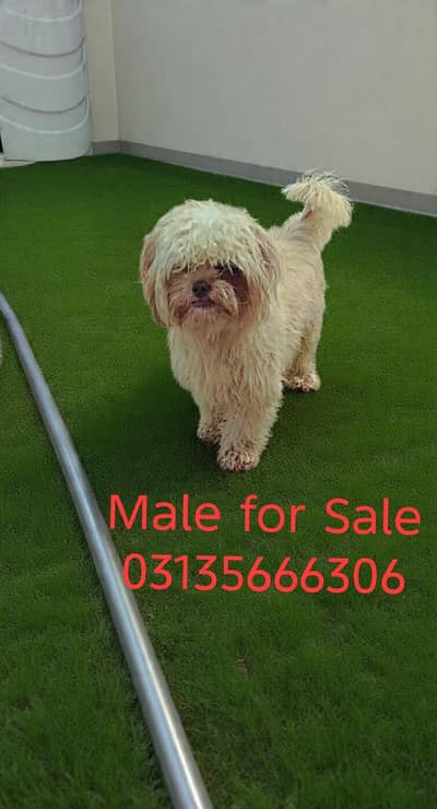 Shihtzu Male
