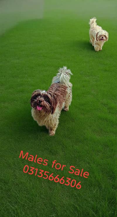Shihtzu Male