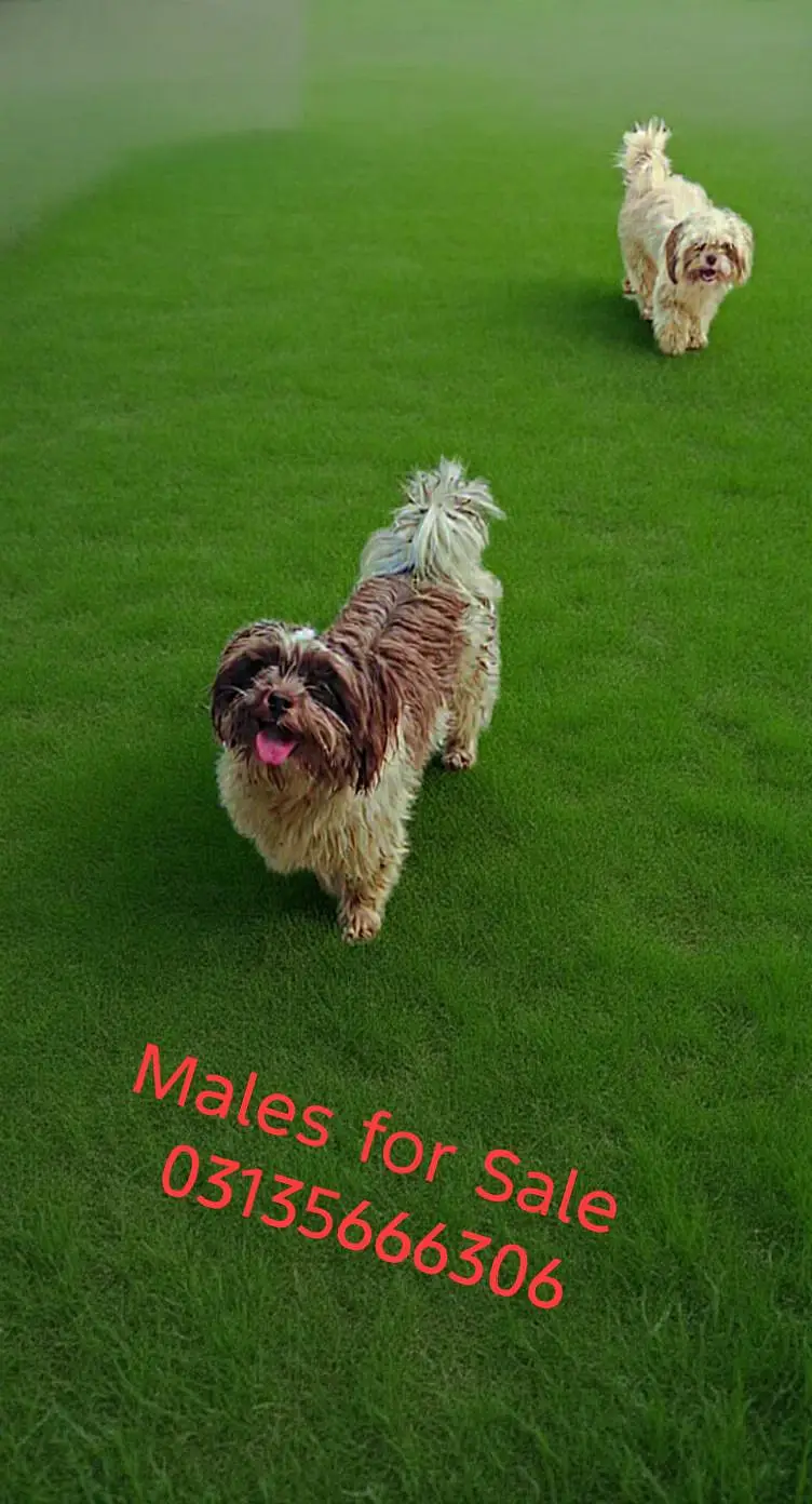 Shihtzu Male — photo 2