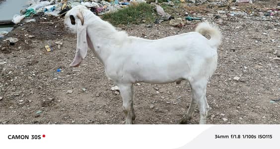 Gulabi Nasal Bakra