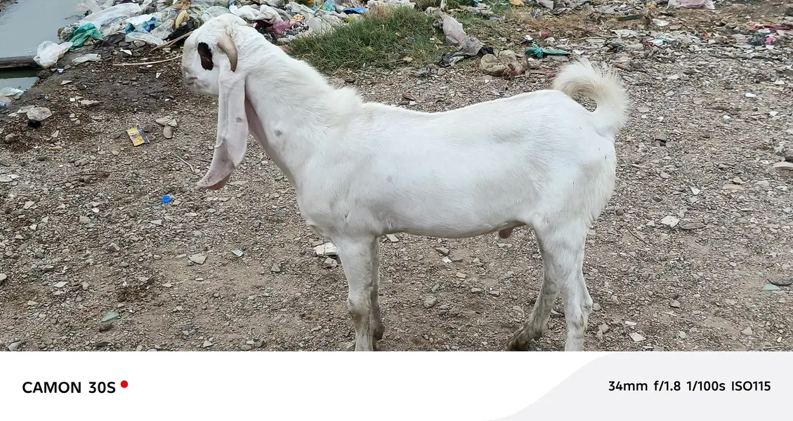 Gulabi Nasal Bakra