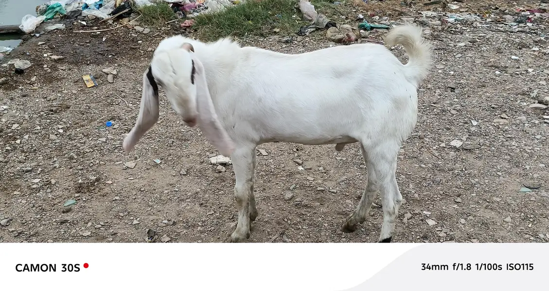Gulabi Nasal Bakra — photo 2