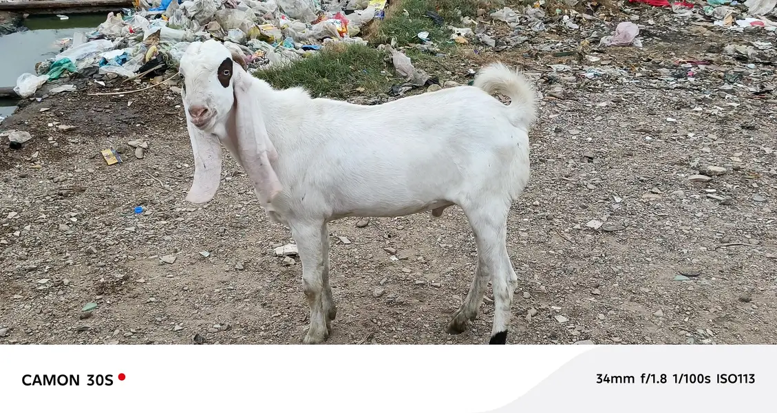 Gulabi Nasal Bakra — photo 3