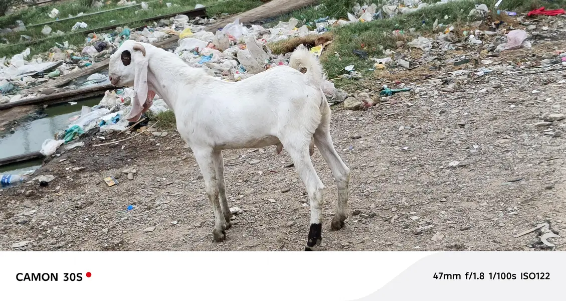 Gulabi Nasal Bakra — photo 4
