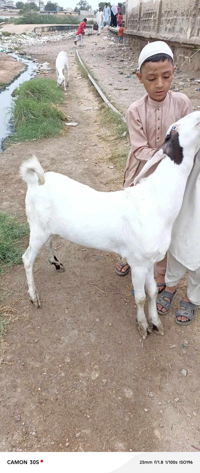 Gulabi Nasal Bakra — photo 5