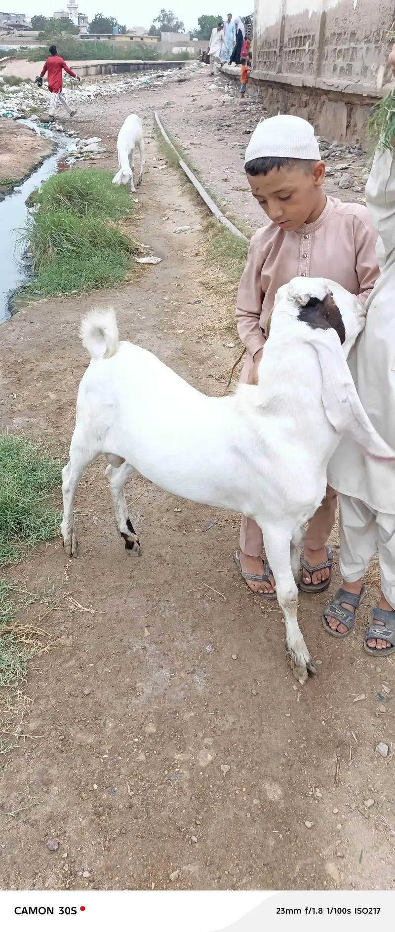 Gulabi Nasal Bakra — photo 6