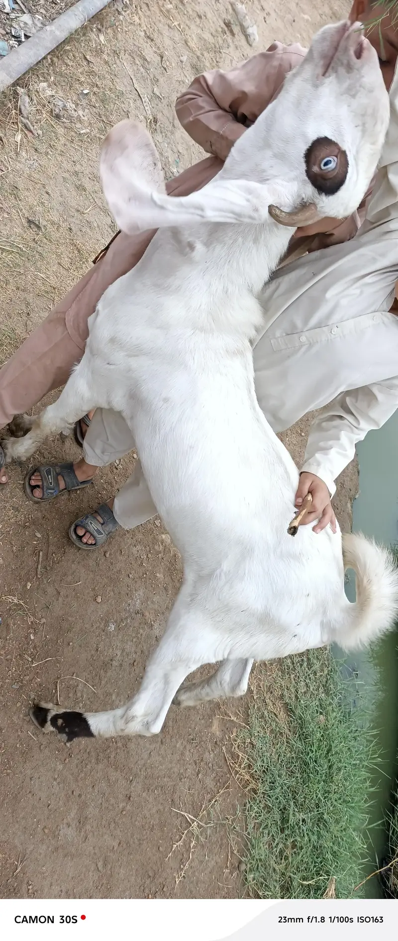 Gulabi Nasal Bakra — photo 7