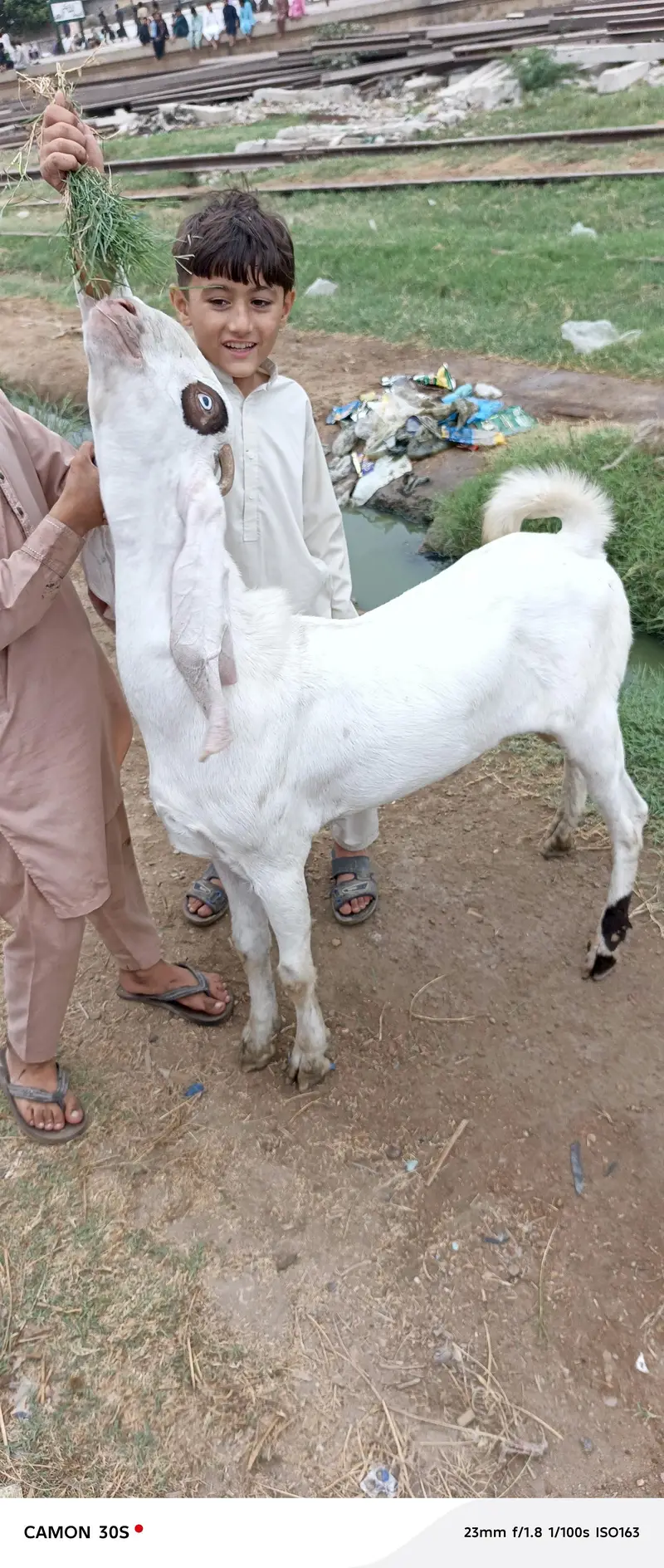 Gulabi Nasal Bakra — photo 8