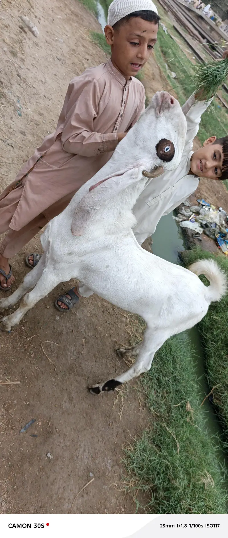 Gulabi Nasal Bakra — photo 9