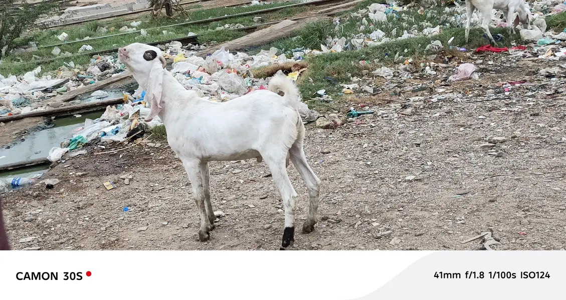 Gulabi Nasal Bakra — photo 10
