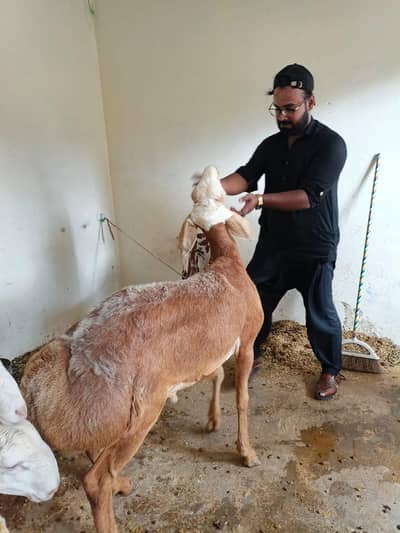 Dumba for sale mashallah bhot achi chiz hai 40+ height