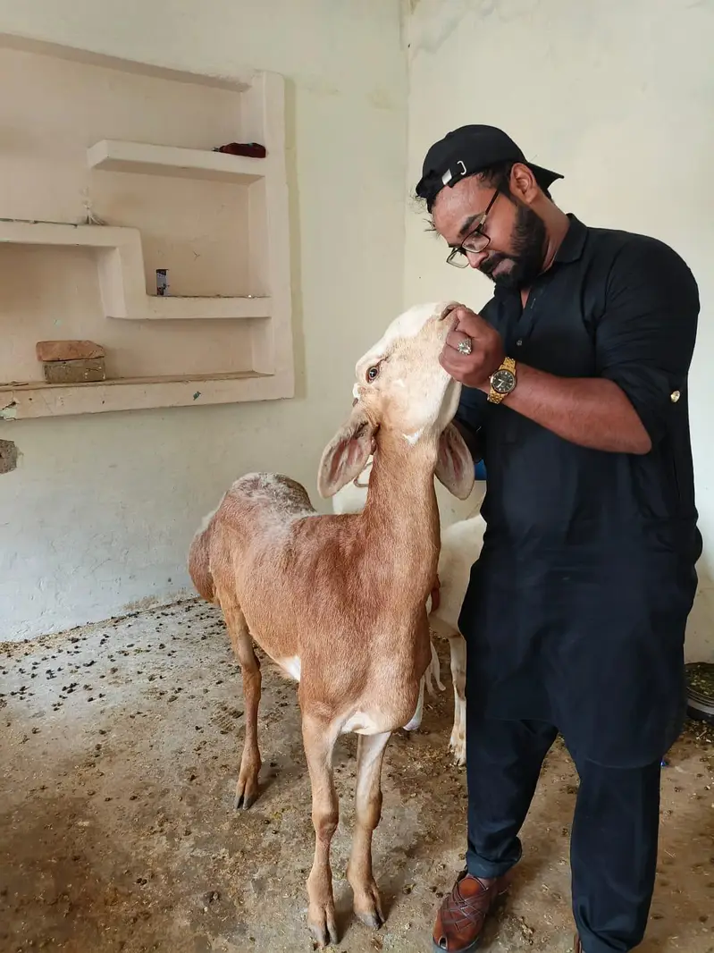 Dumba for sale mashallah bhot achi chiz hai 40+ height — photo 5
