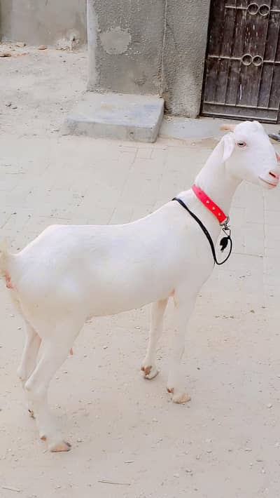 Gulabi Teddy Female