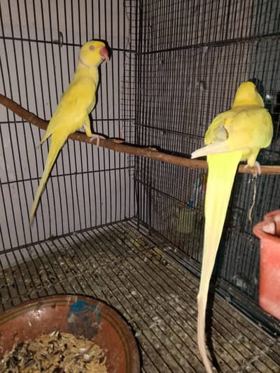 yellow RingNeck