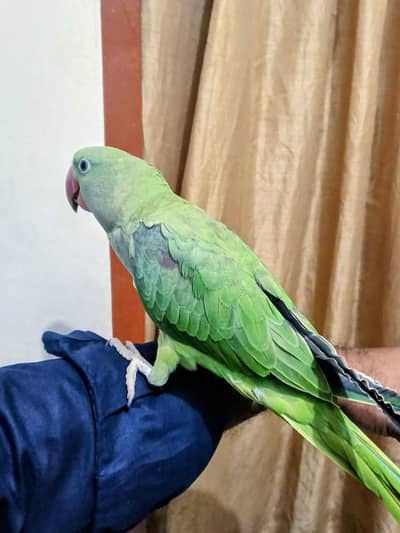 Raw Parrot Pahari | Kashmiri Parrot | Talking Parrot