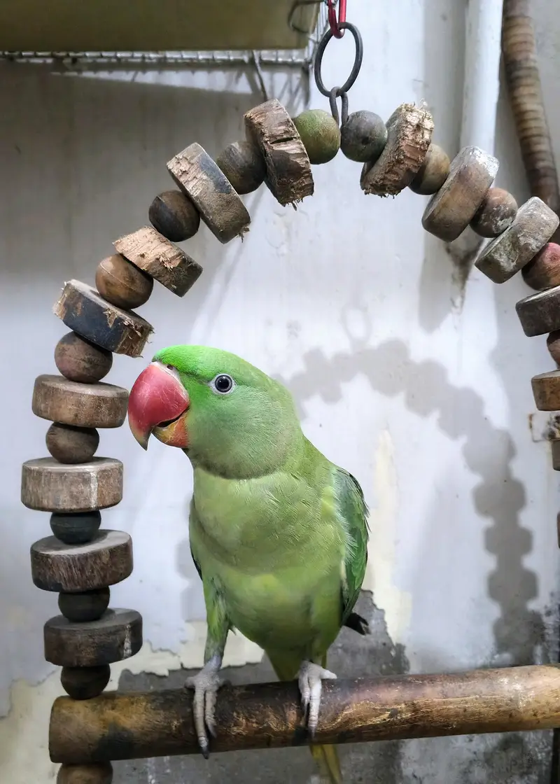 Raw Parrot Pahari | Kashmiri Parrot | Talking Parrot — photo 2