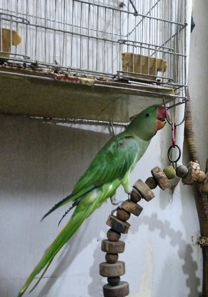 Raw Parrot Pahari | Kashmiri Parrot | Talking Parrot — photo 3