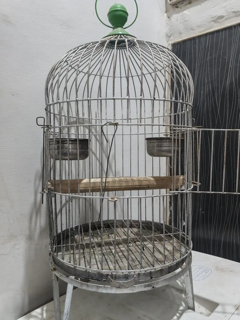 Raw Parrot Pahari | Kashmiri Parrot | Talking Parrot — photo 4