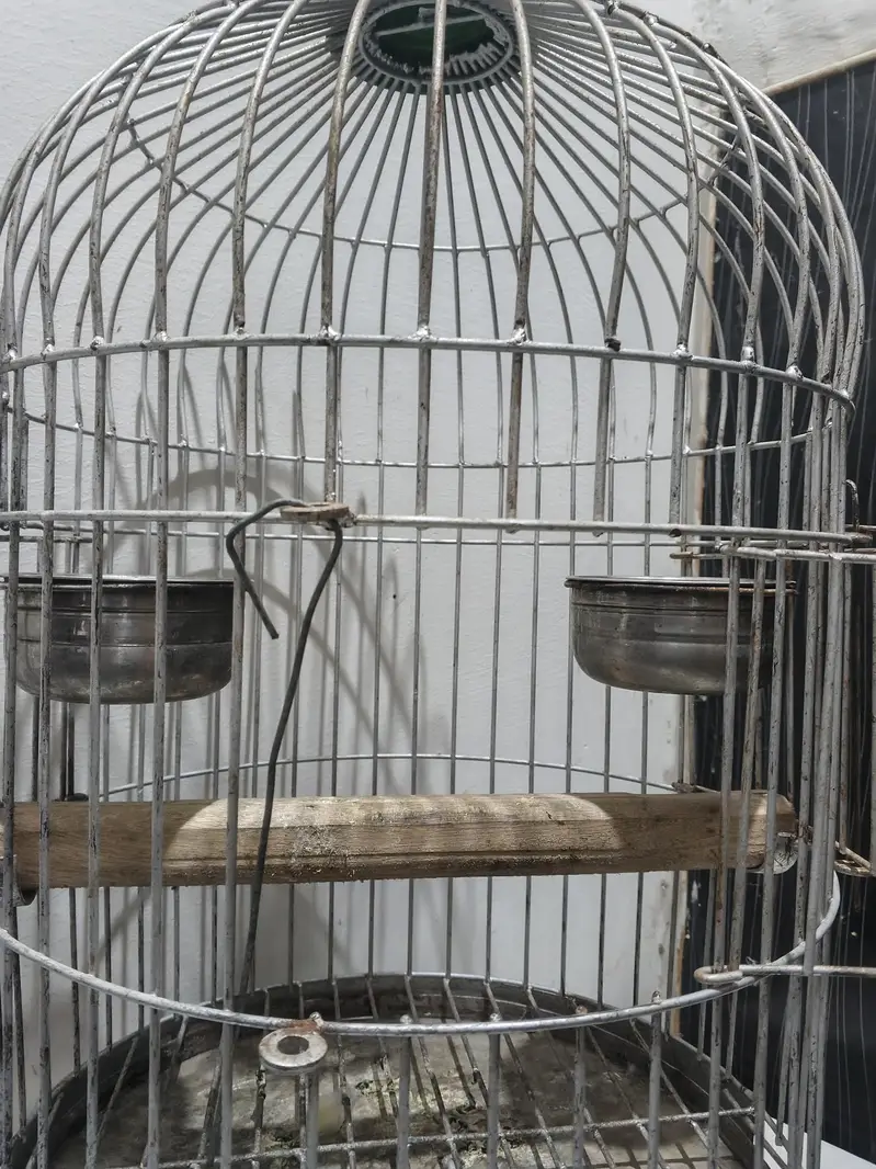 Raw Parrot Pahari | Kashmiri Parrot | Talking Parrot — photo 6