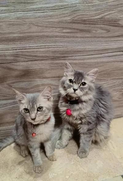 Persian Cat For fr** ado***