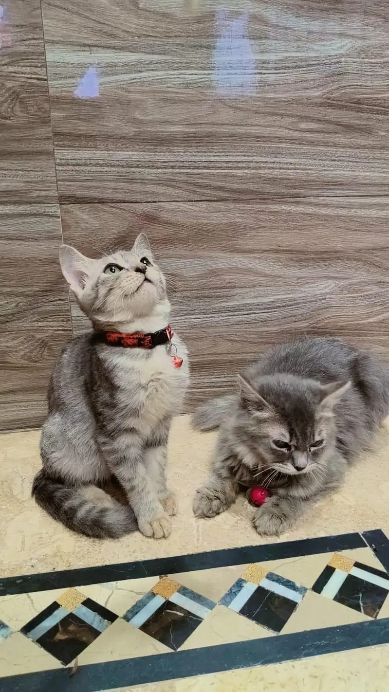 Persian Cat For fr** ado*** — photo 2