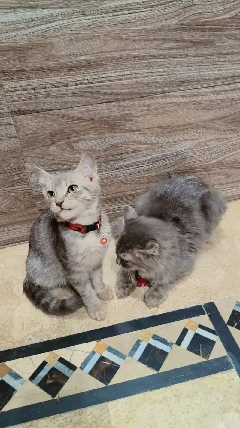 Persian Cat For fr** ado*** — photo 3