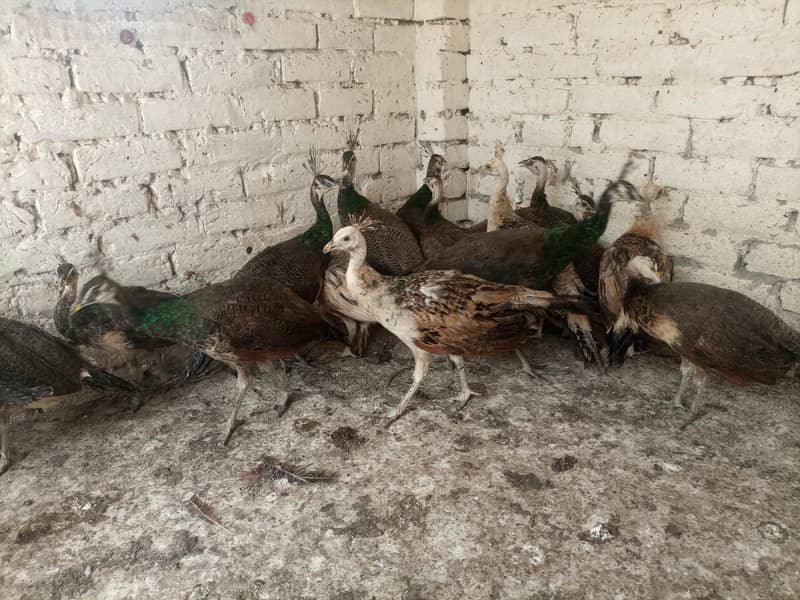 Peacocks  0