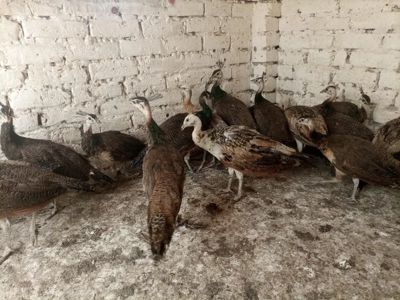 Peacocks  — photo 2