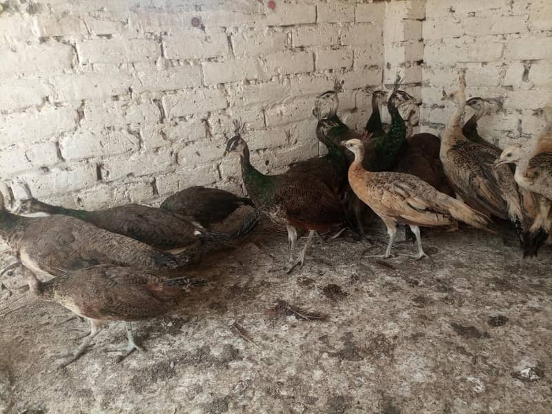Peacocks  2