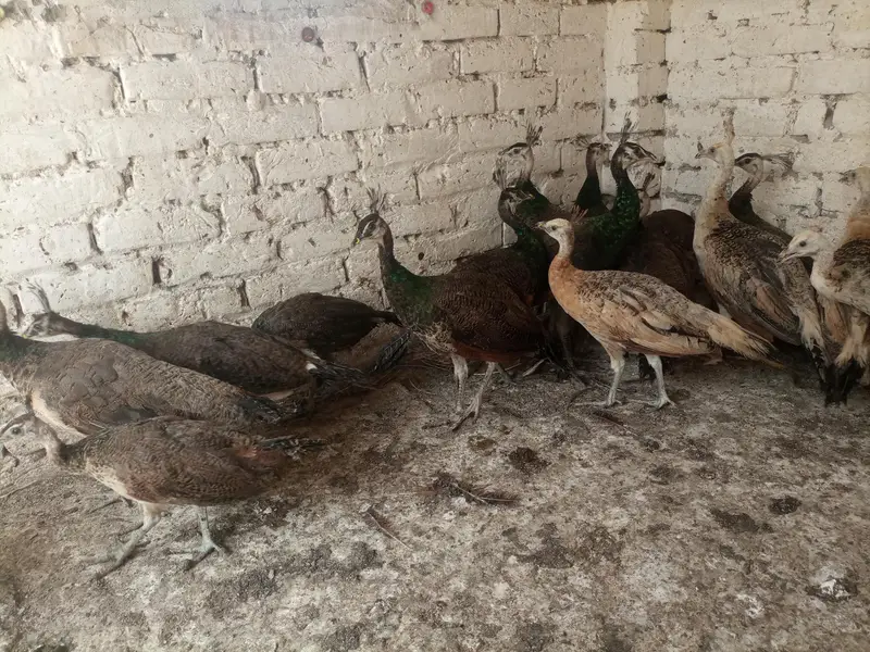 Peacocks  — photo 3