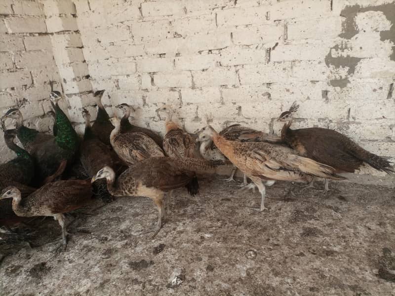 Peacocks  3